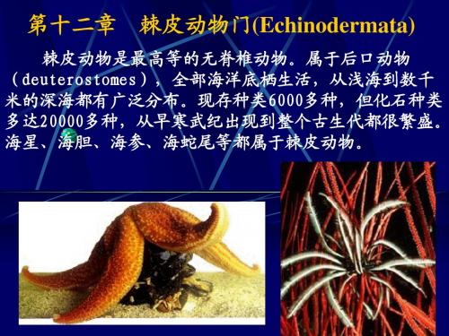 第十二章 棘皮动物门