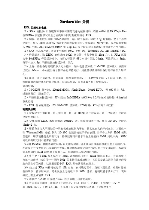 Northern blot 分析