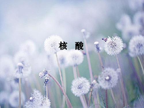 蛋白质和核酸_2中小学PPT教学课件