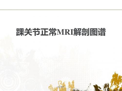踝关节正常MRI解剖图谱  ppt课件