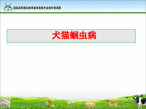 犬猫蛔虫病.ppt