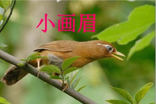 鄂教版语文一年级下册《小画眉》ppt课件5