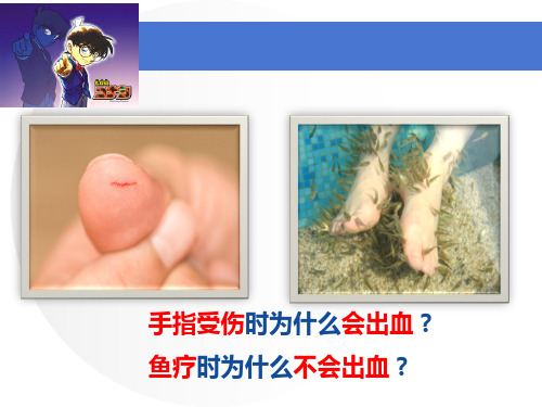 北师大版七年级下册生物《第3节 皮肤与汗液分泌》课件