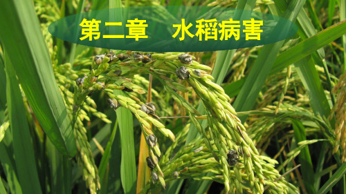 第四章 水稻病害
