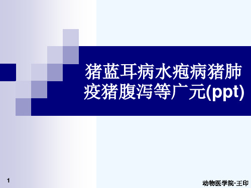 猪蓝耳病水疱病猪肺疫猪腹泻等广元(ppt)