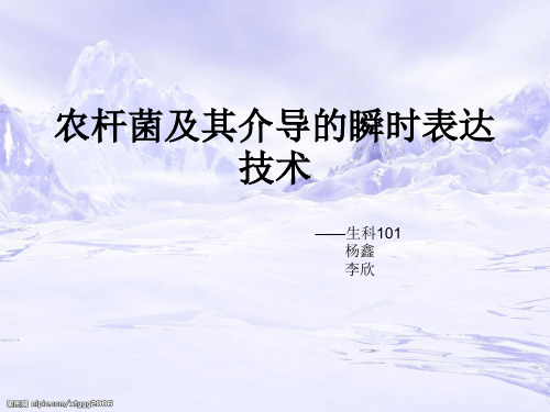 农杆菌及其瞬时转化技术