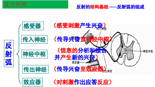 2.3-神经冲动的产生和传导
