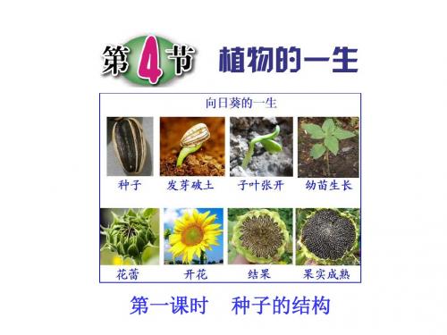第4节 植物的一生(第一课时)