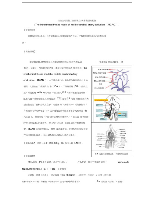 脑缺血模型讲义0505