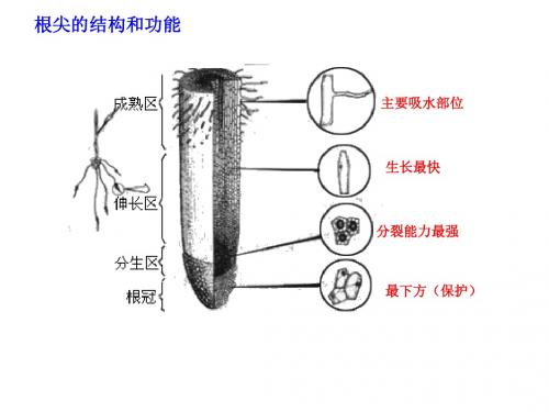 2015江西省中考生物试卷(最全面分析)中考复习