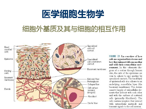 医学细胞生物学  细胞外基质及其与细胞的相互作用