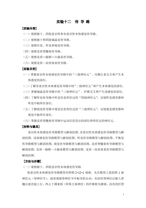 人体解剖学   实验十二  传导路