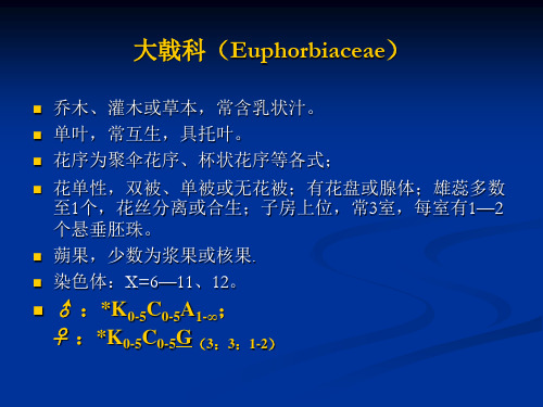 植物学 大戟科