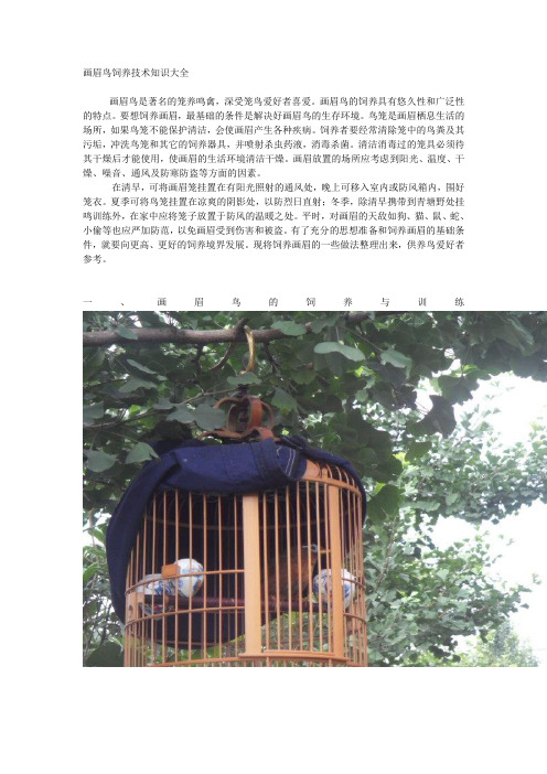 画眉鸟饲养技术知识大全