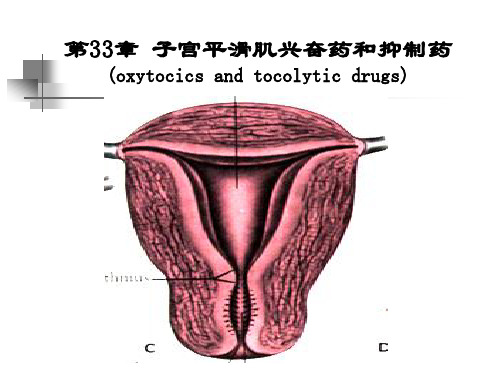 第33章子宫平滑肌