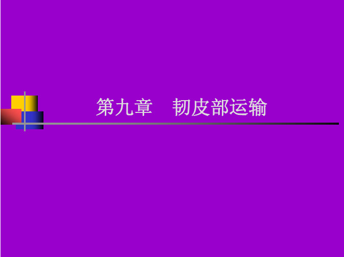 韧皮部运输