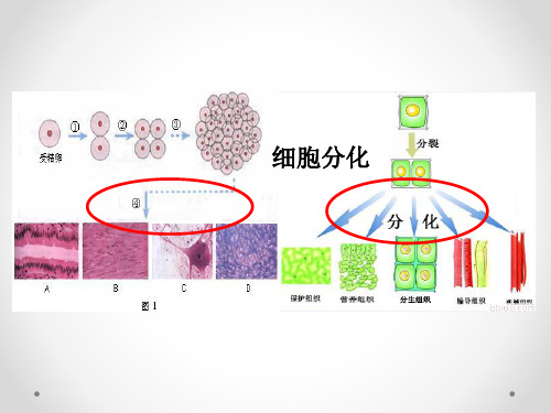 细胞的全能性(适合讲课用,格式字体特别适合)