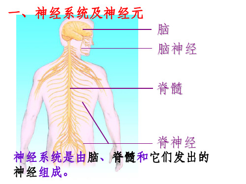 通过神经系统的调节pppt课件