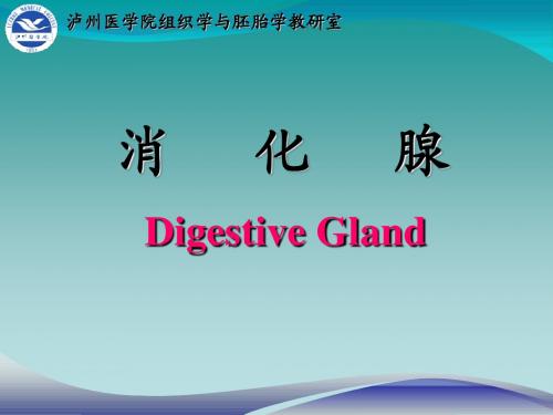 消化腺