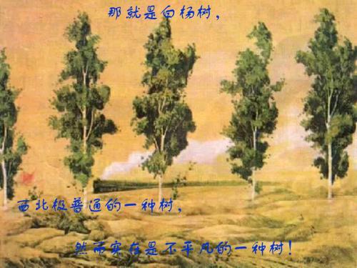 《白杨礼赞》ppt课件 (1)