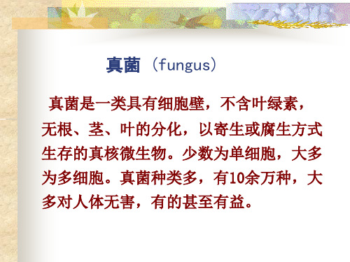真菌 (fungus)