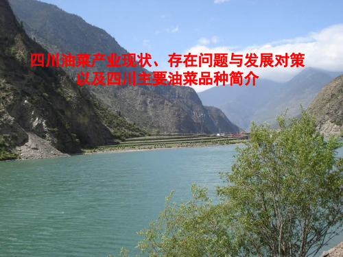 油菜产业现状及四川油菜品种简介