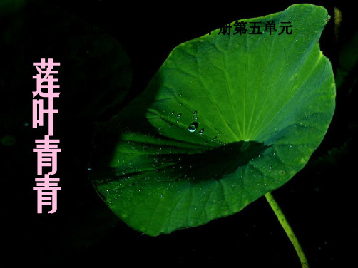 2022语文S版语文四下《莲叶青青》ppt课件