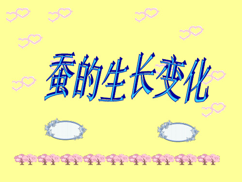 教科版小学科学三年级下册课件幻灯片PPT2.2《蚕的生长变化》