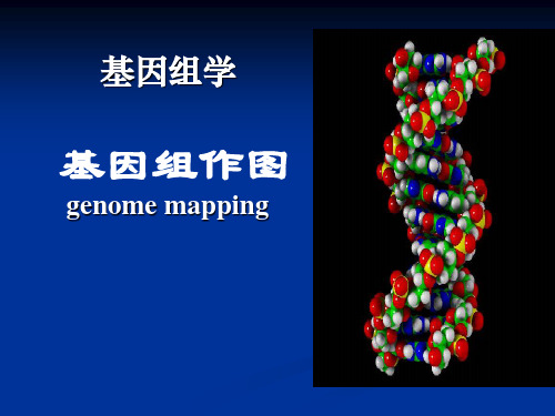 基因组作图与基因定位