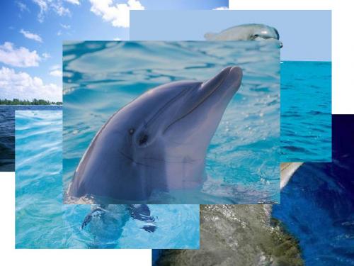 海豚音