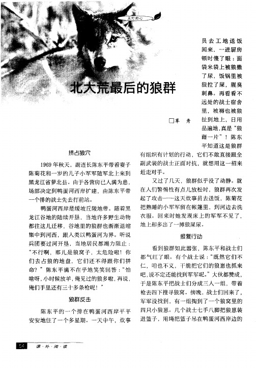 北大荒最后的狼群
