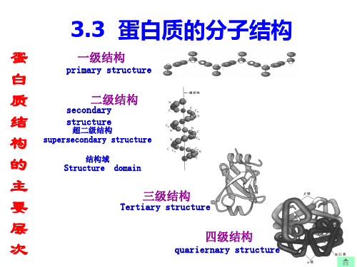 2-2蛋白质化学-(结构与功能)