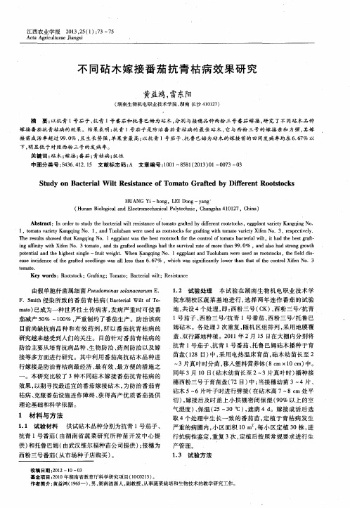 不同砧木嫁接番茄抗青枯病效果研究