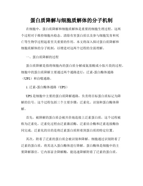 蛋白质降解与细胞质解体的分子机制
