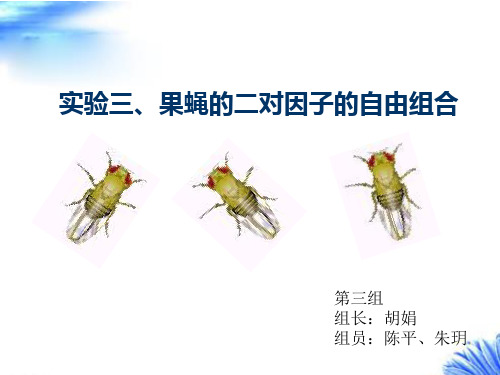 实验3果蝇二对因子的自由组合(1)