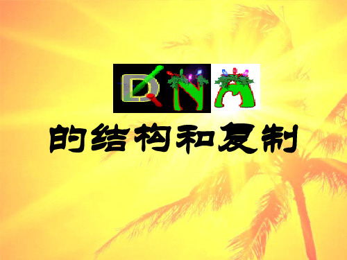 高二生物DNA分子的结构和复制