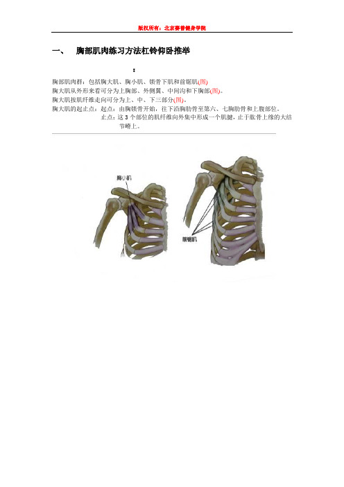 胸部肌肉练习方法之哑铃仰卧推举