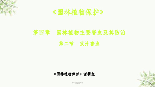 刺吸式害虫课件