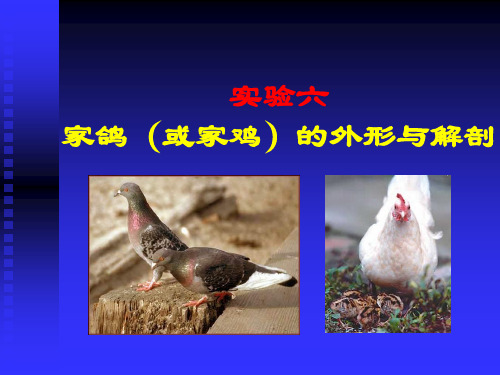 实验动物学：实验六 家鸽(或家鸡)的外形与解剖