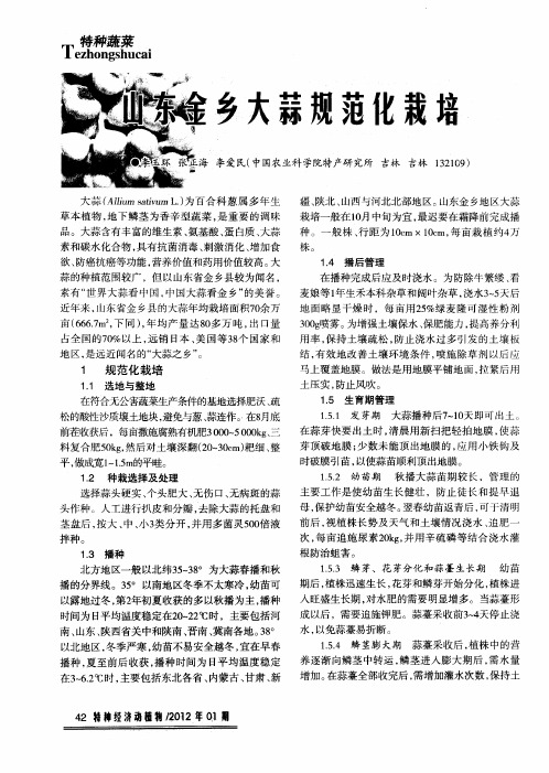 山东金乡大蒜规范化栽培