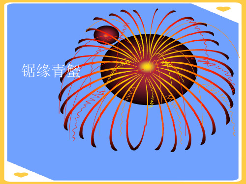 锯缘青蟹.正式版PPT文档