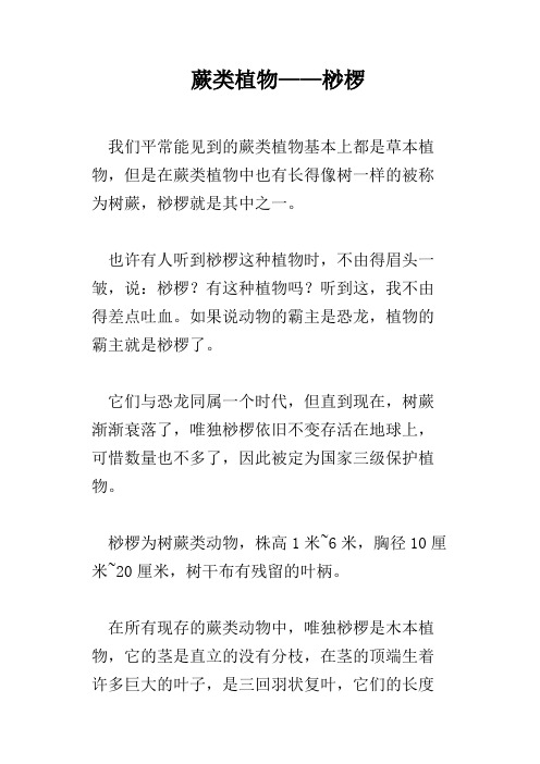 蕨类植物——桫椤