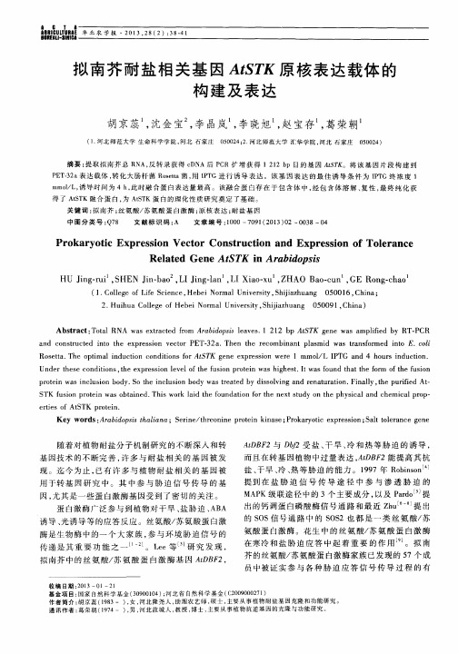 拟南芥耐盐相关基因AtSTK原核表达载体的构建及表达
