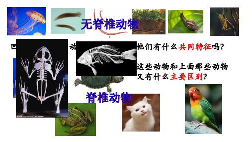 人教版八年级上册生物课件  第五单元第一章第四节 鱼   22张PPT
