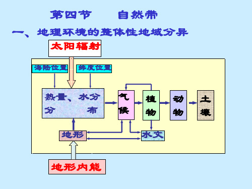 高二地理自然带