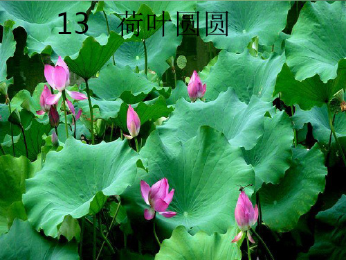 《13荷叶圆圆》第二课时ppt课件