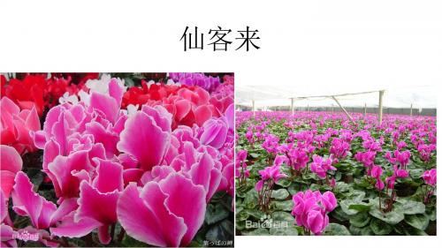 仙客来