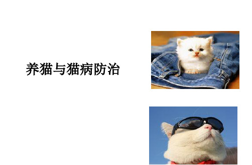 养猫须知PPT课件
