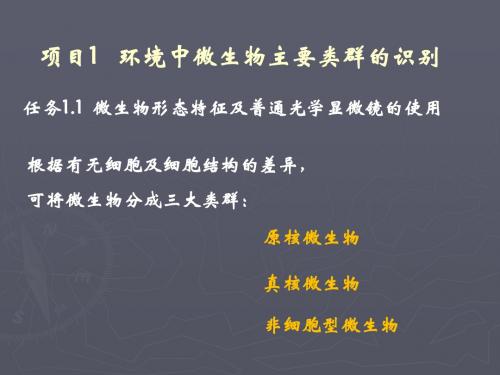 项目1-1 病毒及原核生物
