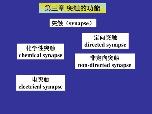 神经生物学 3突触的功能